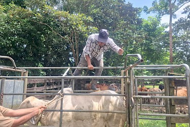 Productores aseguran 58 novillos y un semental con el ISA de Colón