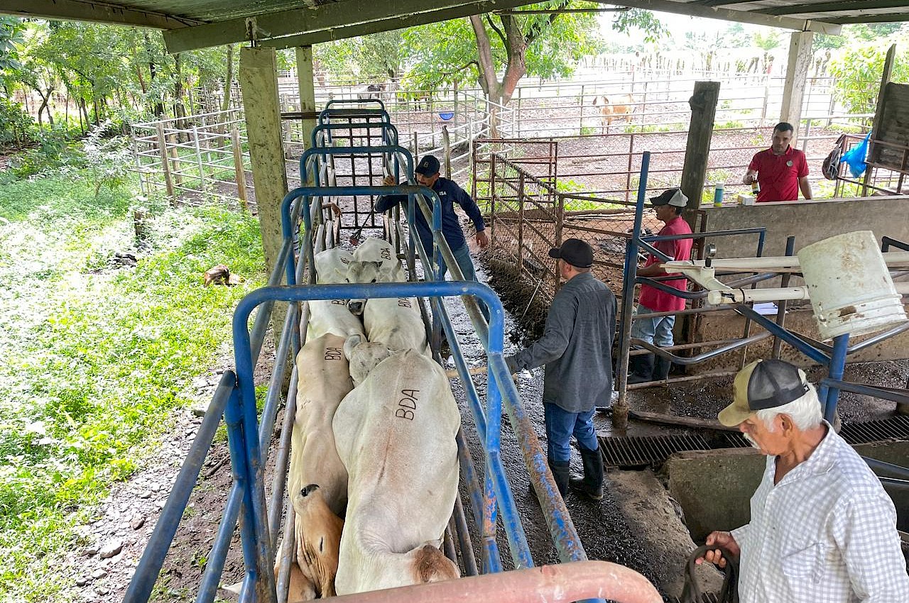 ISA fortalece la protección de la producción ganadera en Mariato con el aseguramiento de 74 bovinos de ceba