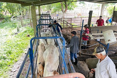 ISA fortalece la protección de la producción ganadera en Mariato con el aseguramiento de 74 bovinos de ceba