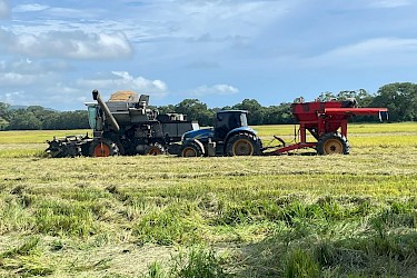 ISA realiza control de cosecha en arroz afectado por sequía en Mariato